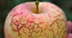 作物缺鈣不要慌，蜜桃综合视频在线观看生物來幫忙