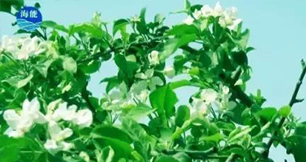 煙台蜜桃综合视频在线观看生物帶你走進文登----樸實的大叔給你講述華麗的效果